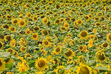 须田刚一希望2025年初发布公告 加入网易后的首款新作